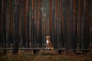 ormanda köpek. Doğada bir yürüyüş için Retriever. Kızıl saçlı evcil hayvan