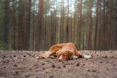 ormanda köpek. Doğada bir yürüyüş için Retriever. Kızıl saçlı evcil hayvan