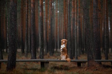 ormanda köpek. Doğada bir yürüyüş için Retriever. Kızıl saçlı evcil hayvan