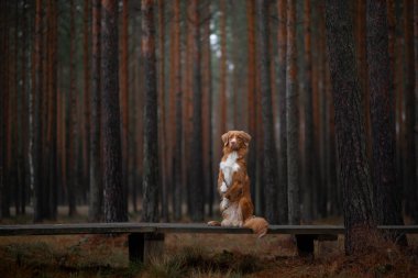 ormanda köpek. Doğada bir yürüyüş için Retriever. Kızıl saçlı evcil hayvan