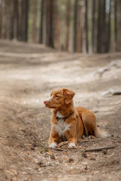 Собака в лісі. Отримувач для прогулянки на природі. Рудий улюбленець — стокове фото