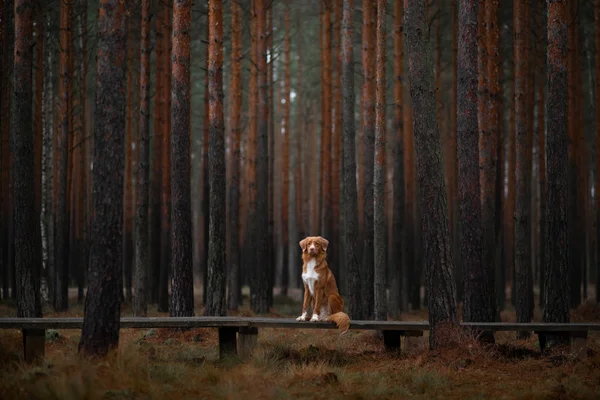 Kutya az erdőben. Retriever egy séta a természetben. Vöröske kutya — Stock Fotó