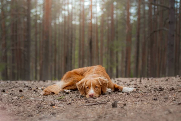 Psa v lese. Extraktor pro chůzi v přírodě. Zvířátko Redhead — Stock fotografie