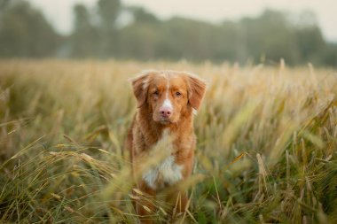 bir buğday tarlasında köpek. Doğaüzerine evcil hayvan. Nova Scotia Duck Tolling Retriever, Toller
