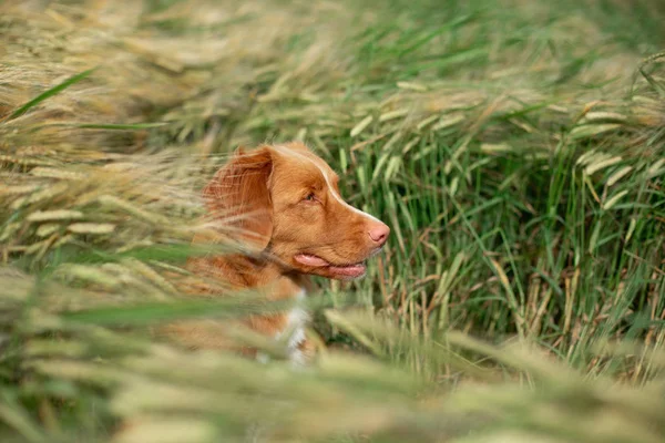 Cane in un campo di grano. Animali domestici sulla natura. Nova Scotia Duck Tolling Retriever, Toller — Foto Stock