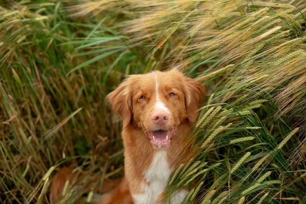 Hund i ett vetefält. Husdjur på naturen. Nova Scotia Duck Tolling Retriever, Toller — Stockfoto