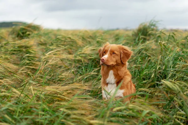 Cão em um campo de trigo. Animal de estimação na natureza. Nova Scotia Duck Tolling Retriever, Toller — Fotografia de Stock
