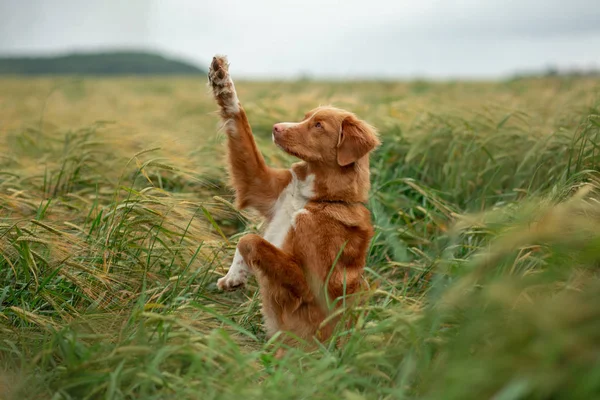 Dog in a wheat field. Pet on nature. Nova Scotia Duck Tolling Retriever, Toller — Stock Photo, Image