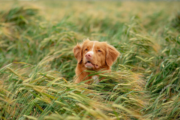 dog in a wheat field. Pet on nature. Nova Scotia Duck Tolling Retriever, Toller