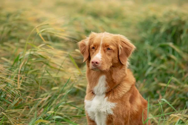 Kutya-ban egy búza mező. PET a természetben. Nova Scotia Duck Retriever Autópályadtozás, Toller — Stock Fotó