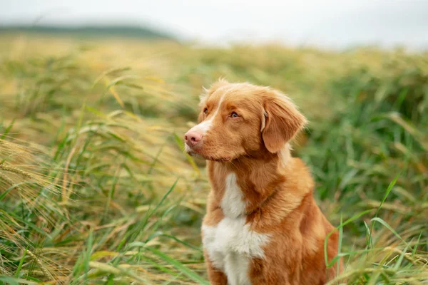 Perro en un campo de trigo. Mascota en la naturaleza. Retriever de peaje de pato de Nueva Escocia, Toller —  Fotos de Stock