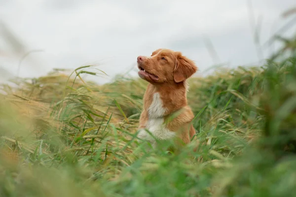 小麦畑の犬自然の上のペット。ノバスコシアダックトリングレトリバー、トラー — ストック写真
