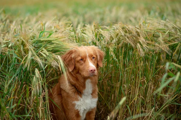 Cane in un campo di grano. Animali domestici sulla natura. Nova Scotia Duck Tolling Retriever, Toller — Foto Stock