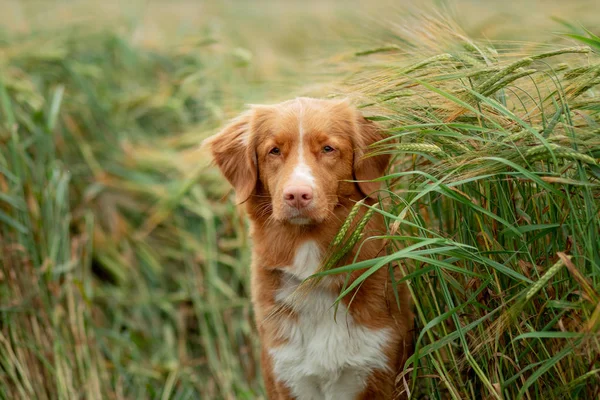 Cane in un campo di grano. Animali domestici sulla natura. Nova Scotia Duck Tolling Retriever, Toller — Foto Stock