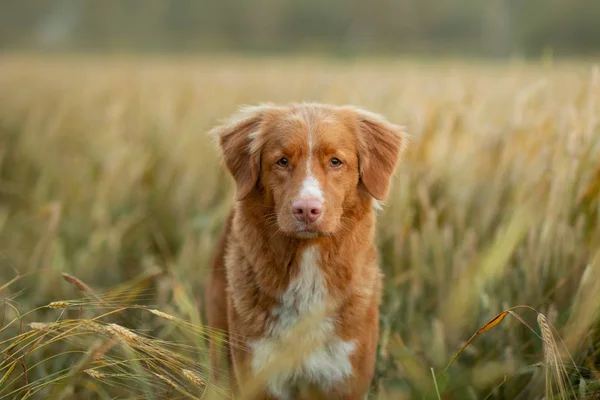 Psa v pšeničném poli. Mazlíček na přírodě. Kačer Nova skotská-extraktor, Toller — Stock fotografie