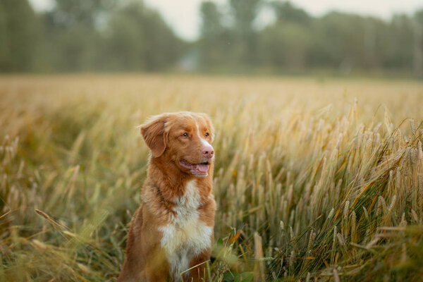 dog in a wheat field. Pet on nature. Nova Scotia Duck Tolling Retriever, Toller