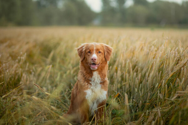 dog in a wheat field. Pet on nature. Nova Scotia Duck Tolling Retriever, Toller