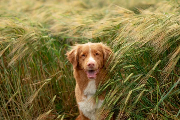 Cão em um campo de trigo. Animal de estimação na natureza. Nova Scotia Duck Tolling Retriever, Toller — Fotografia de Stock