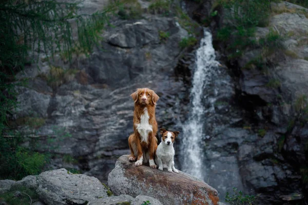 Nova scotia duck tolling retriver, toller, der auf einem Stein am Wasserfall steht. Hund in Wassernähe in der Natur. Heimreise — Stockfoto