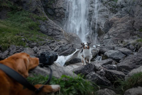Nova Escócia Duck Tolling Retriever, Toller de pé sobre uma pedra na cachoeira. cão perto da água na natureza. Viagem para animais — Fotografia de Stock