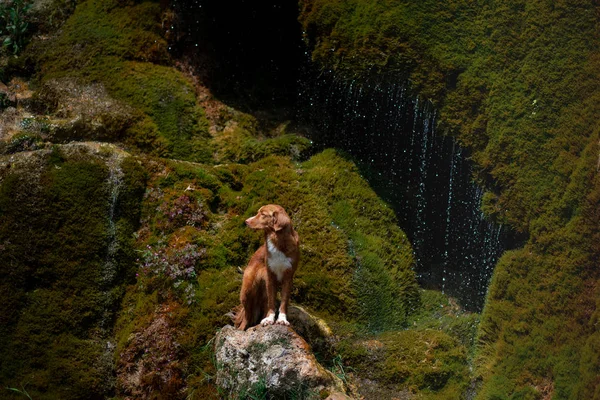 Nowa Szkocja kaczka Tolling Retriever, Toller stoi na kamieniu na wodospad. pies w pobliżu wody w przyrodzie. Podróże PET — Zdjęcie stockowe