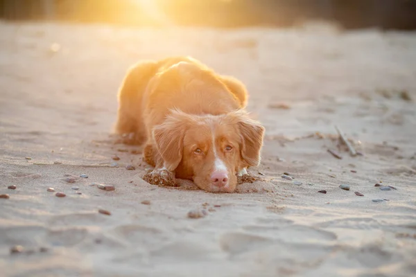 Hund im Sand Sonnenuntergang. nova scotia duck mautpflichtiger Retriever in der Natur. Heimreise — Stockfoto