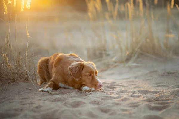 Cane sul tramonto di sabbia. Nuova Scozia Duck Tolling Retriever in natura. viaggi per animali domestici — Foto Stock