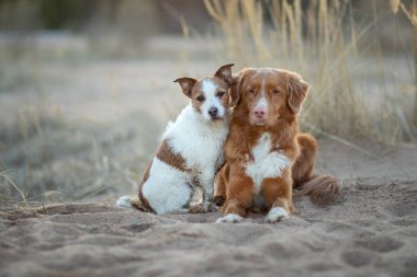Kum da gün batımında iki köpek. Nova Scotia Duck Tolling Retriever ve doğa üzerinde bir Jack Russell terrier. bir evcil hayvan ile seyahat.