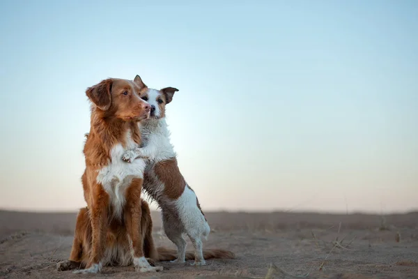 Δύο σκυλιά στο ηλιοβασίλεμα της άμμου. Και ένα τεριέ Τζακ Ράσελ. ταξιδεύουν με ένα κατοικίδιο ζώο. — Φωτογραφία Αρχείου