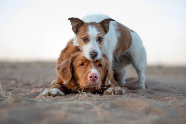 Dos perros en el atardecer de arena. Nova Scotia Duck Tolling Retriever y un Jack Russell terrier sobre la naturaleza. viajar con una mascota . —  Fotos de Stock