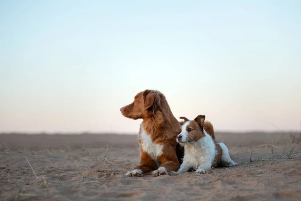 Två hundar på sanden solnedgången. Nova Scotia Duck Tolling Retriever och en Jack Russell Terrier på Nature. resa med husdjur. — Stockfoto