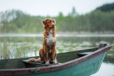 Nova Scotia Retriever, Toller gölde bir teknede. Köpekle seyahat, seyahat