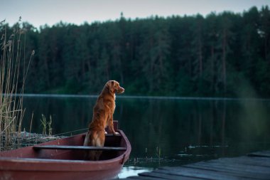 Nova Scotia Retriever, Toller gölde bir teknede. Köpekle seyahat, seyahat