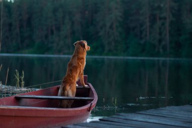 Nova Scotia Retriever, Toller gölde bir teknede. Köpekle seyahat, seyahat