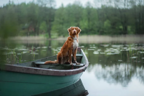 Nova Scotia Retriever, Toller dans un bateau sur le lac. Voyage avec chien, voyage — Photo