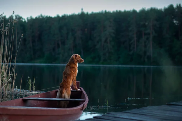 Nova Scotia Retriever, Toller dans un bateau sur le lac. Voyage avec chien, voyage — Photo