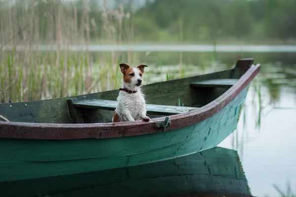 杰克·罗素·特里尔在湖上的一条船上,狗在大自然 — 图库照片