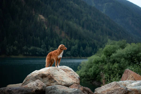 Nova Scotia kacsa Autópályadatok Retriever kutya egy hegyi tó. Utazik és kirándulás-val egy kisállat — Stock Fotó
