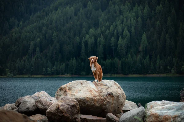 Nova Scotia kacsa Autópályadatok Retriever kutya egy hegyi tó. Utazik és kirándulás-val egy kisállat — Stock Fotó