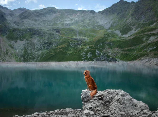 Новая Шотландия Утка Толлинг Собака-ретривер на горном озере. Путешествие и походы с домашним животным — стоковое фото