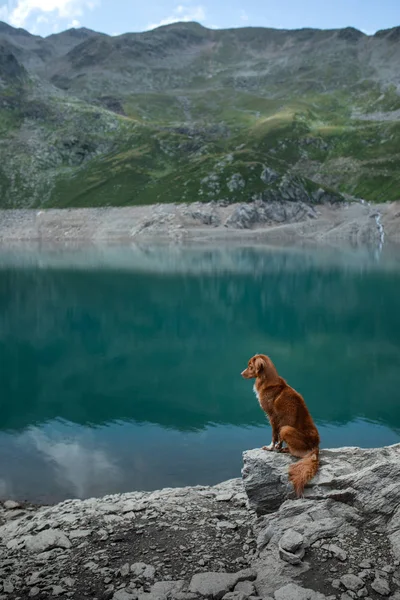 Nova Scotia Duck Tolling Retriever dog on a mountain lake. Travel and hike with a pet — Stock Photo, Image