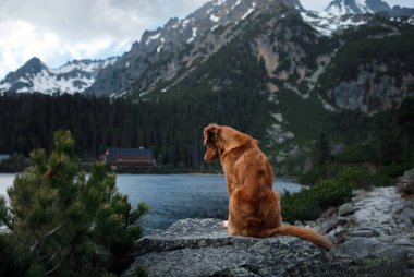 Nova Scotia Duck Tolling Retriever köpek bir dağ gölü üzerinde. Bir evcil hayvan ile seyahat ve yürüyüş.