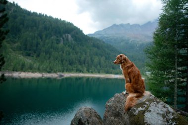 Nova Scotia Duck Tolling Retriever köpek bir dağ gölü üzerinde. Bir evcil hayvan ile seyahat ve yürüyüş.