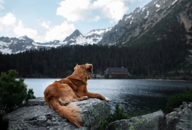 Nova Scotia Duck Tolling Retriever köpek bir dağ gölü üzerinde. Bir evcil hayvan ile seyahat ve yürüyüş.