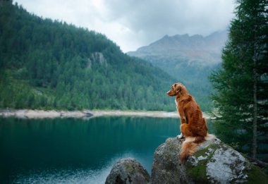 Nova Scotia Duck Tolling Retriever köpek bir dağ gölü üzerinde. Bir evcil hayvan ile seyahat ve yürüyüş.