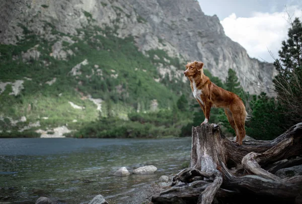 Nova Scotia Duck Tolling Retriever dog on a mountain lake. Travel and hike with a pet. — Stock Photo, Image