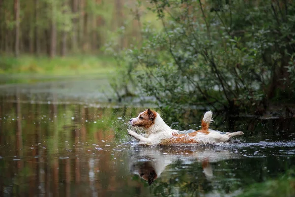 the dog jumps into the water. active jack russell terrier on the