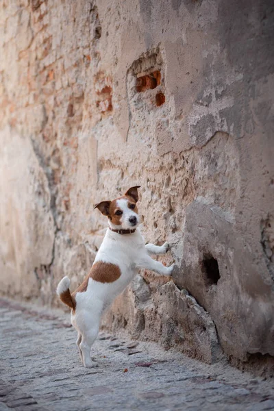 Kicsi kutya alsó sárgásbarna telekkönyv áll a fal-ban régi város. séta a háziállatával, utazás — Stock Fotó