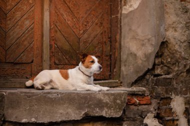 küçük köpek Jack Russell Terrier eski şehirde duvar duruyor. evcil hayvanınızla yürümek, seyahat