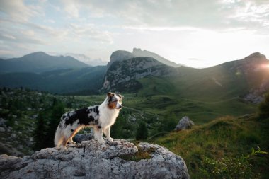 gün batımında dağda köpek. Evcil hayvanla seyahat etmek. Doğada Avustralya çoban